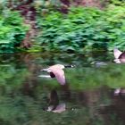 Flying ducks in the Lea Valley