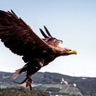 Flying Eagle