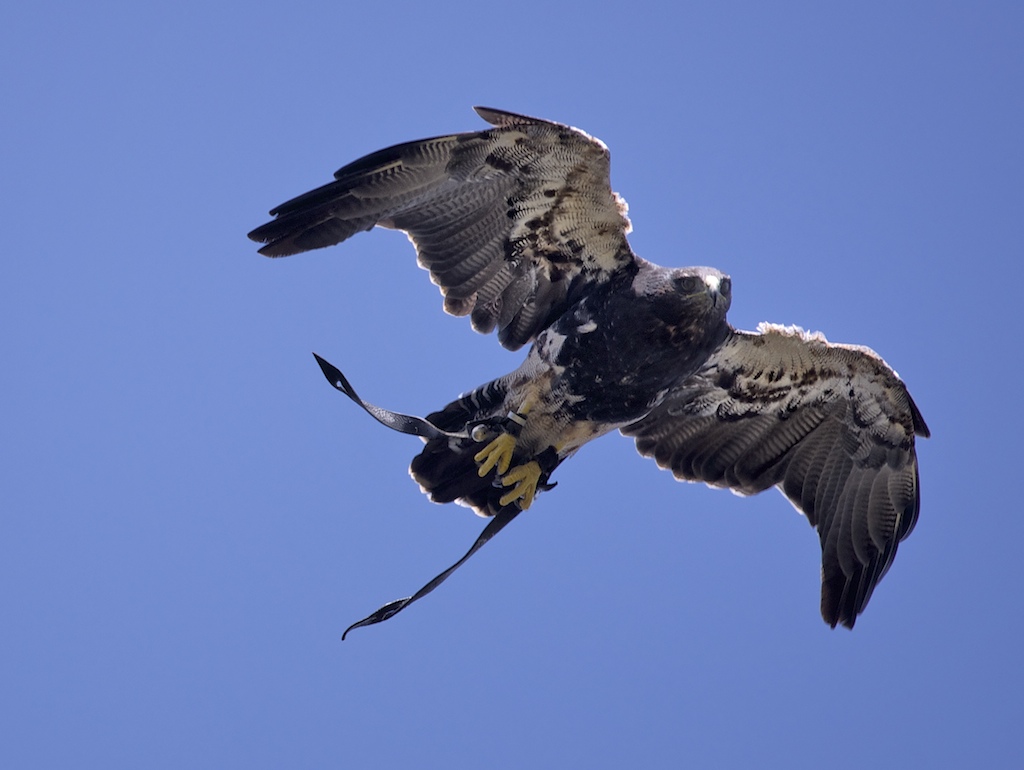 Flying Eagle