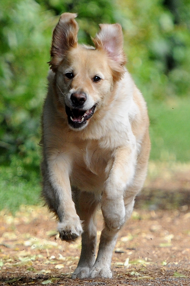 Flying Ears