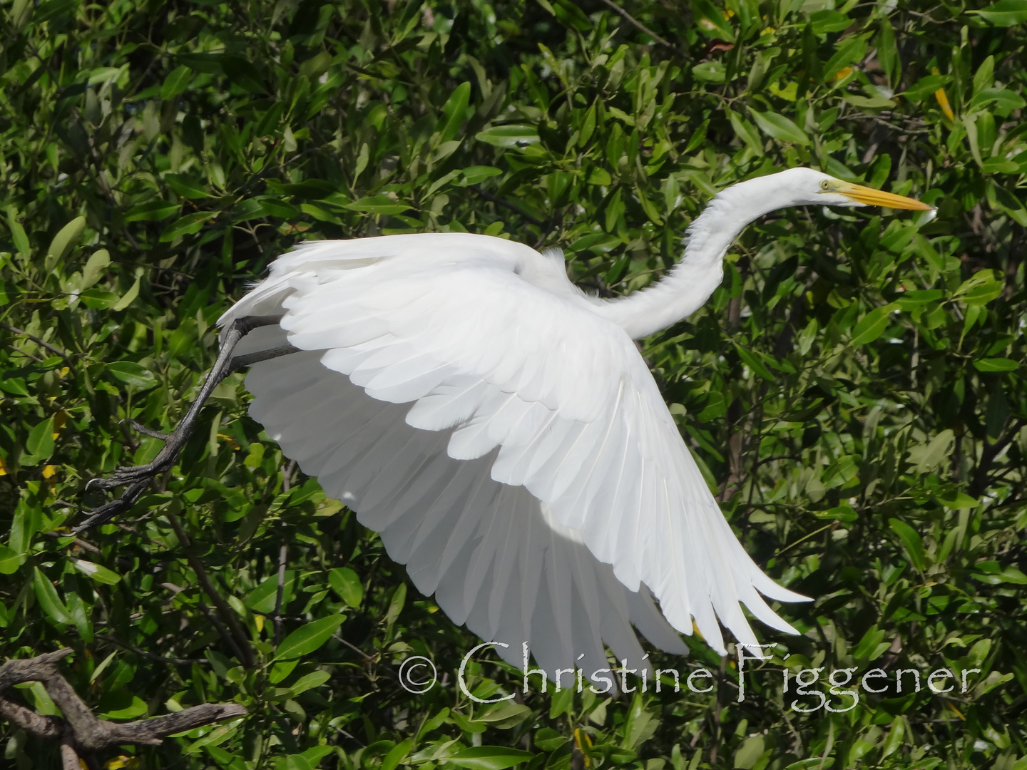 Flying Egret