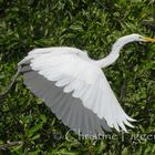 Flying Egret