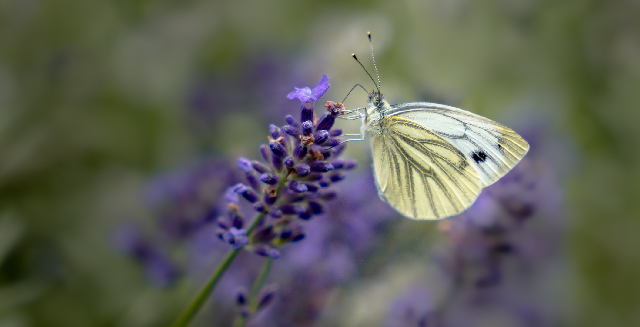 flying elegance