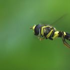 flying episyrphus balteatus