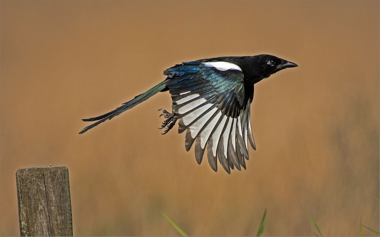 Flying Eurasian Magpie  -  Pica pica