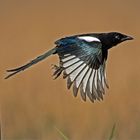 Flying Eurasian Magpie  -  Pica pica