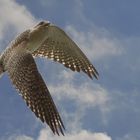 flying falcon