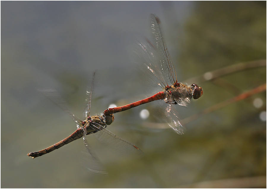 [ flying family ]