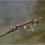 [ flying family ]