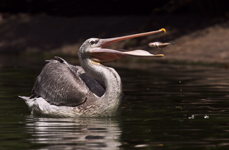 Flying Fish