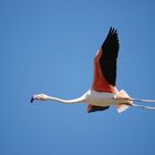 flying Flamingo 