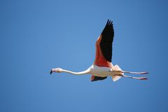flying Flamingo 