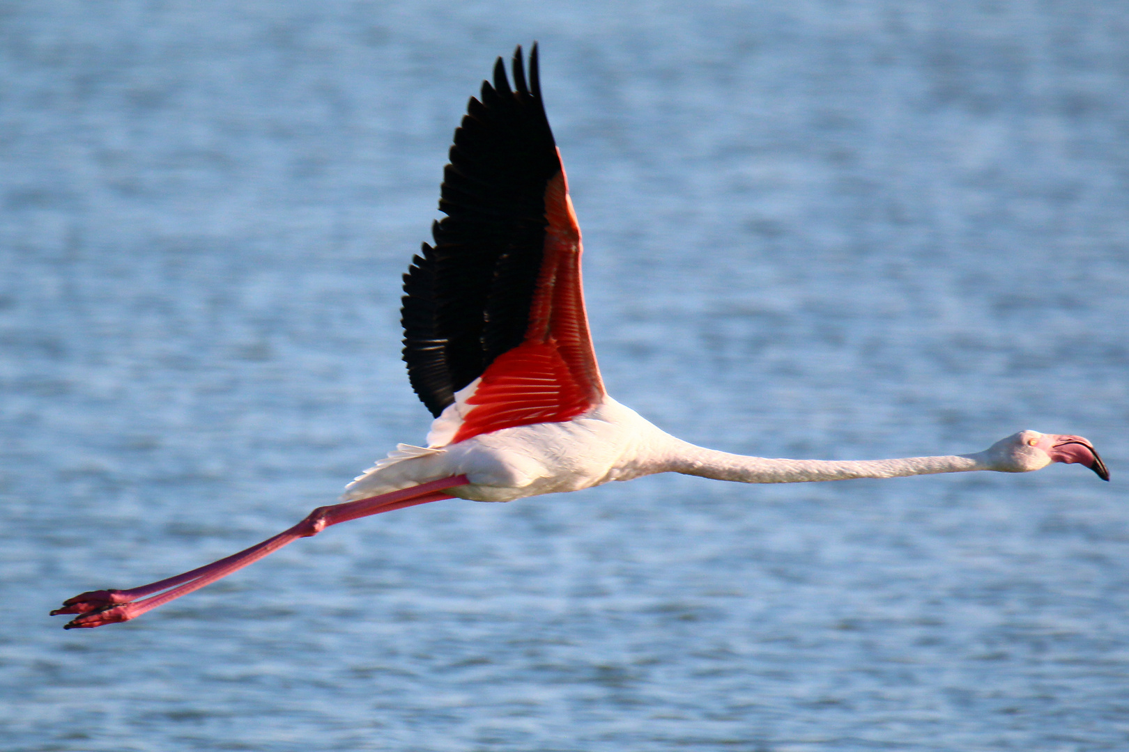 Flying Flamingo