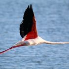 Flying Flamingo