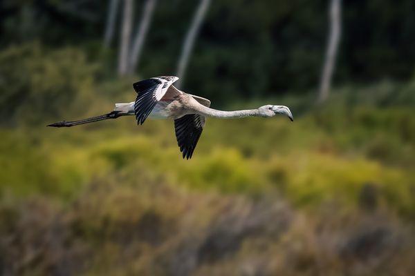 Flying Flamingo