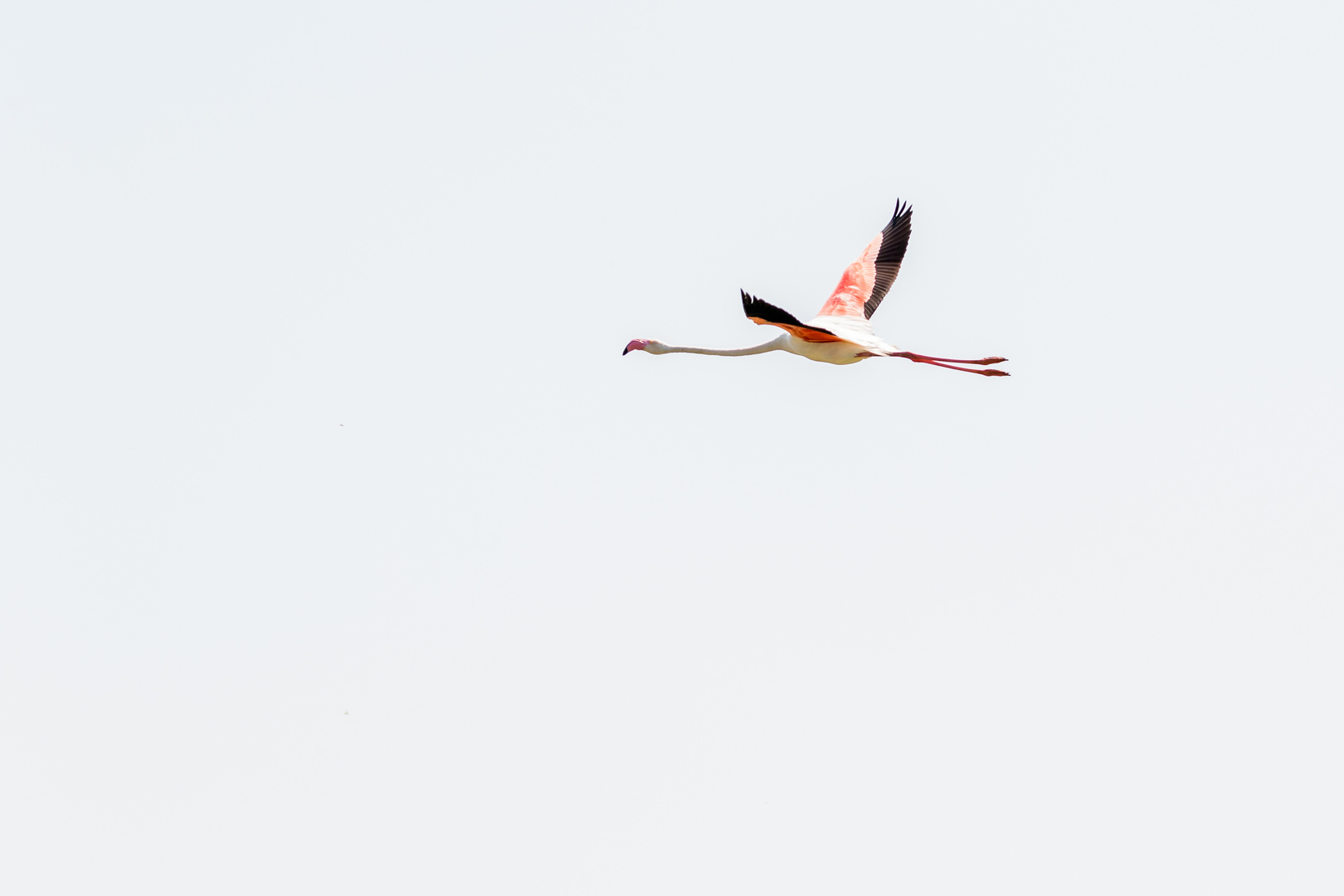 Flying Flamingo