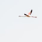 Flying Flamingo