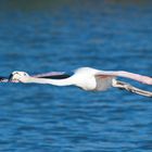 Flying Flamingo