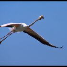 flying flamingo I