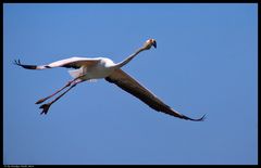 flying flamingo I