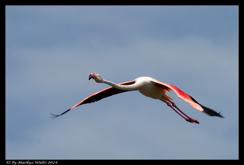 flying flamingo ll