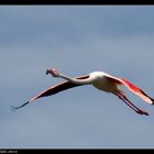 flying flamingo ll