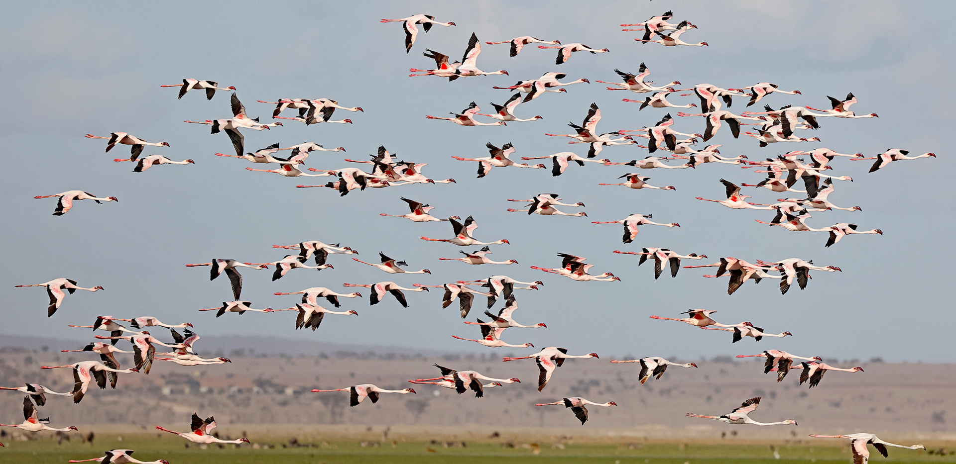 Flying Flamingos-