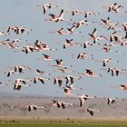 Flying Flamingos-