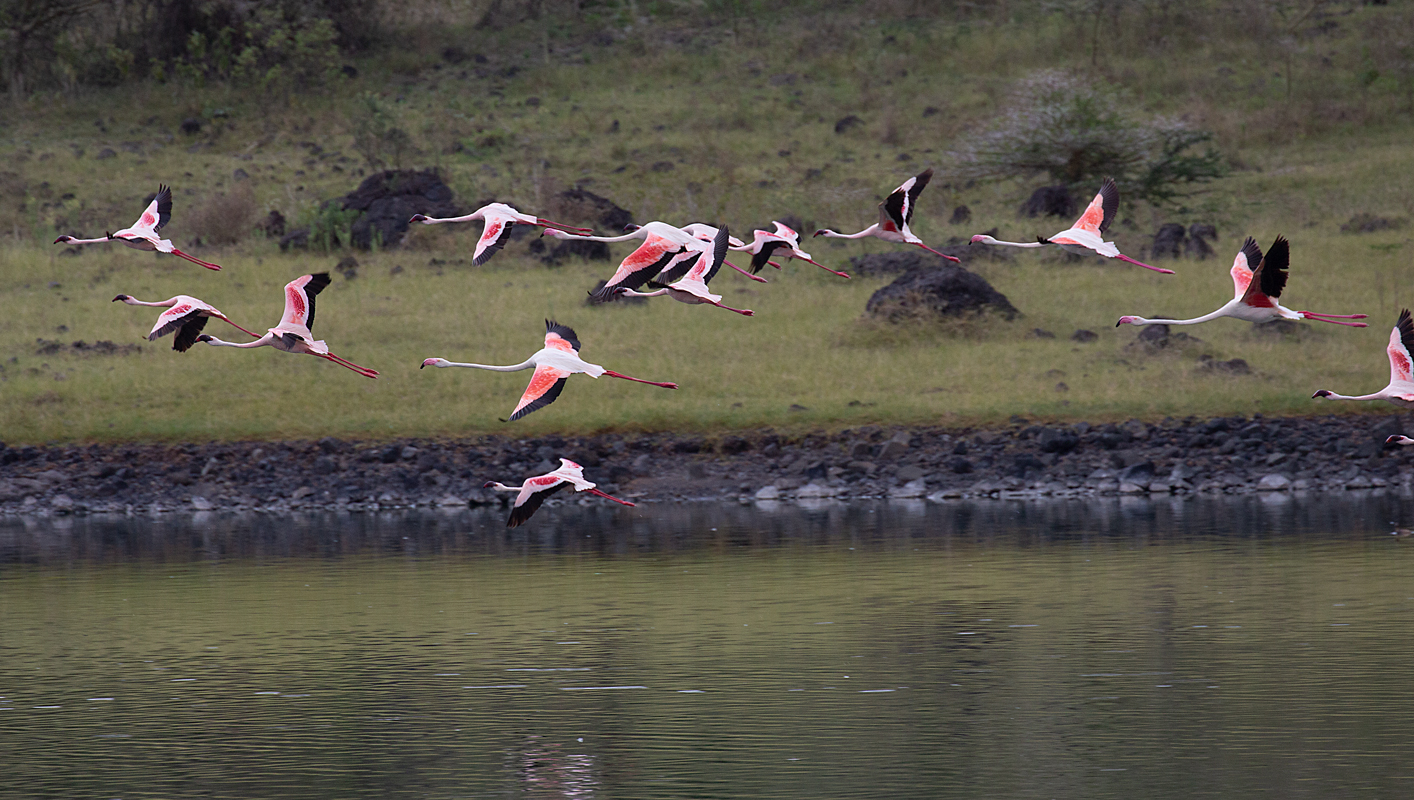 Flying-Flamingos