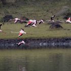 Flying-Flamingos