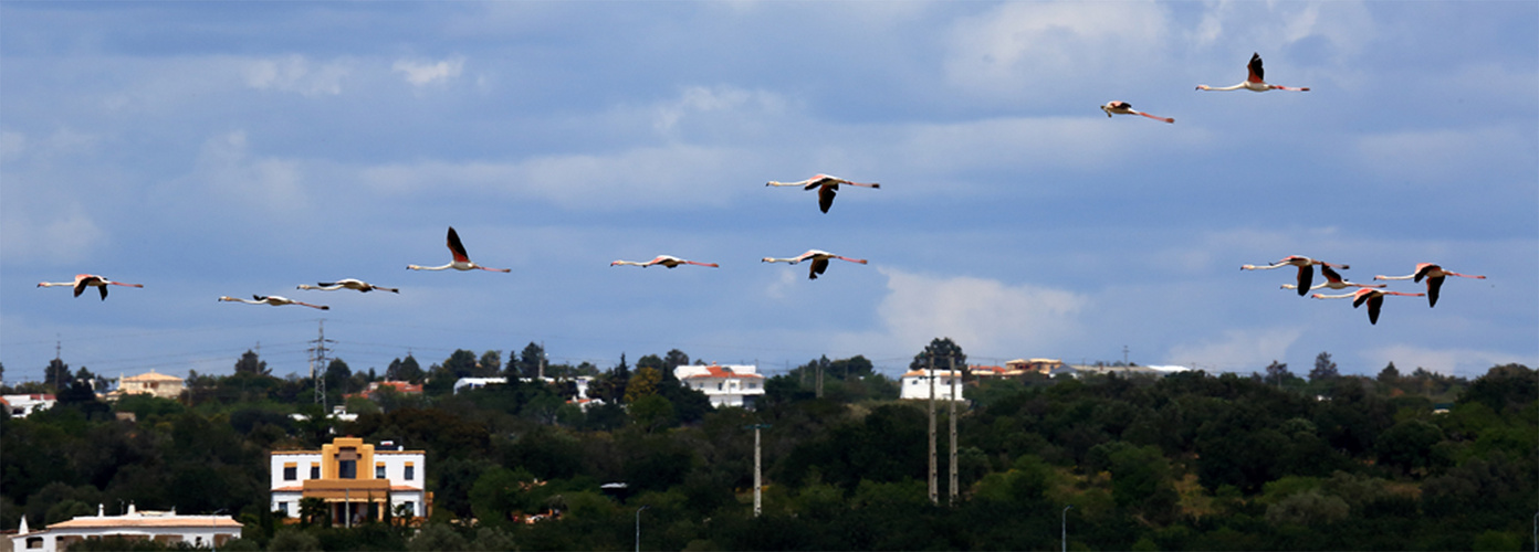 flying flamingos