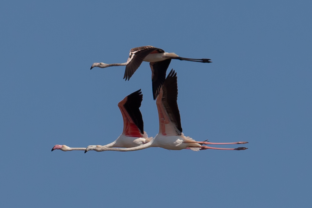 Flying Flamingos