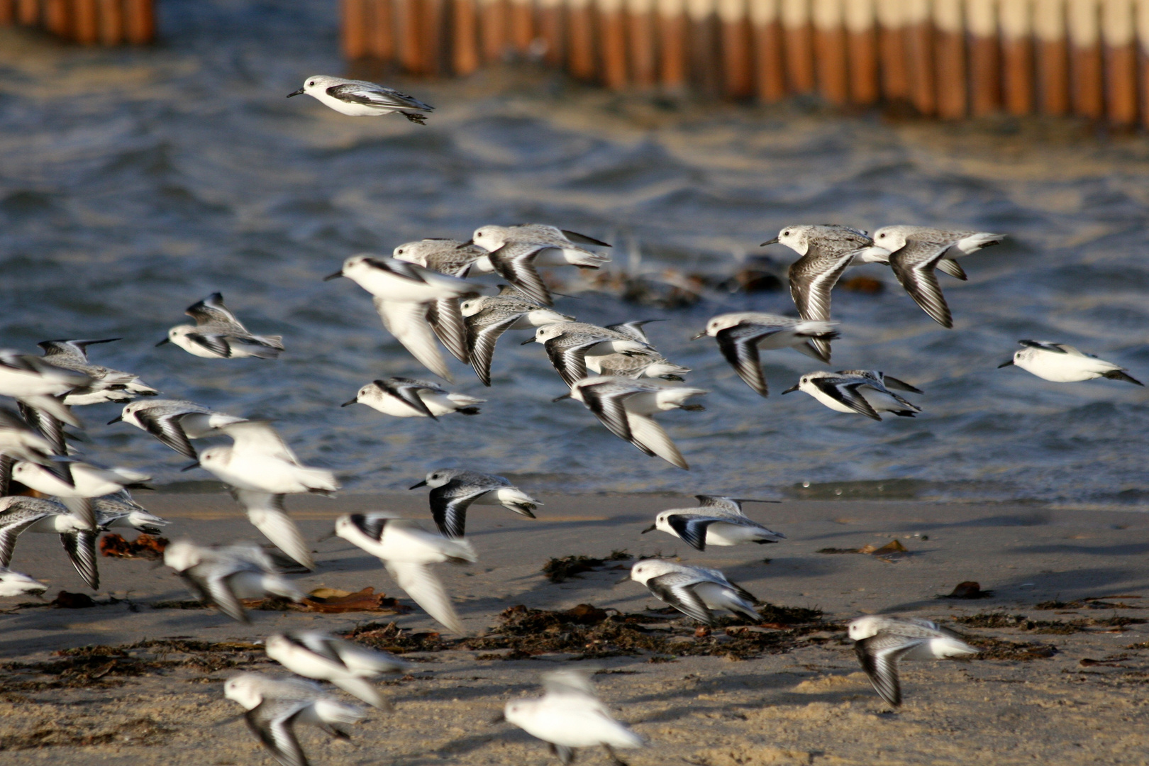 Flying Flock