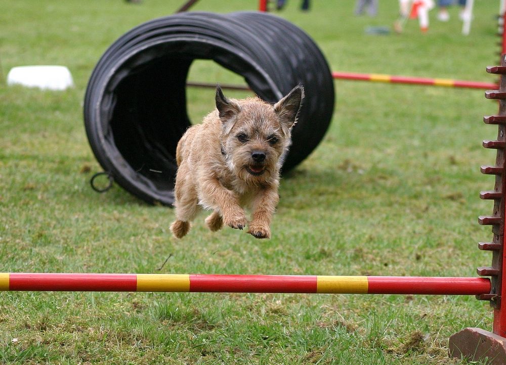 Flying Floh