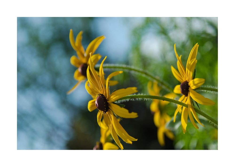 Flying Flowers