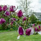 Flying Flowers...