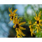 Flying Flowers