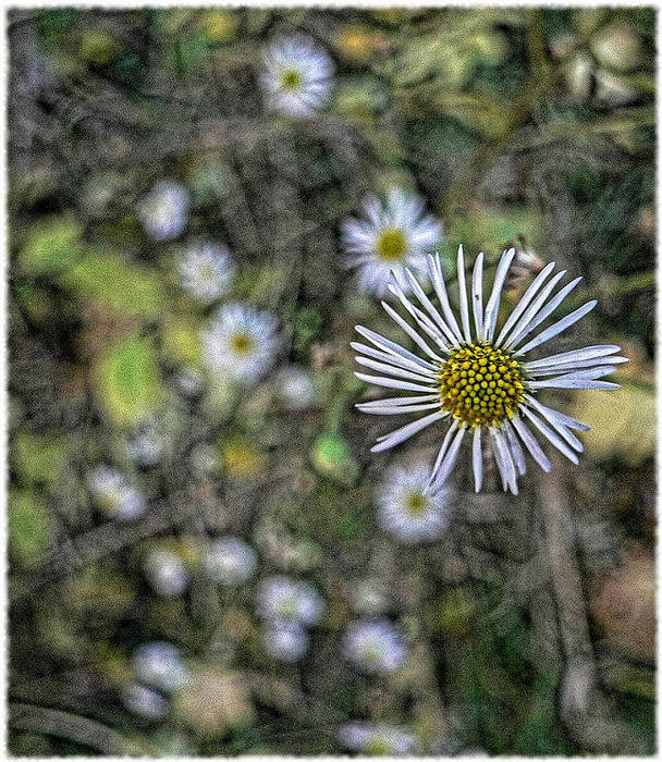 flying flowers