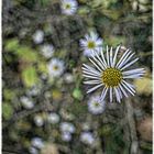 flying flowers