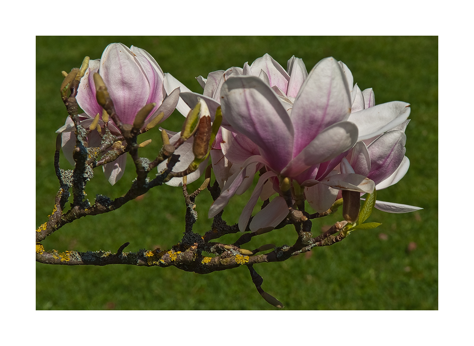 Flying Flowers