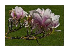 Flying Flowers