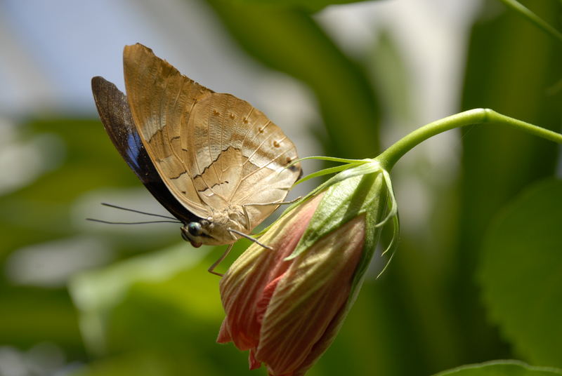 Flying for beauty...