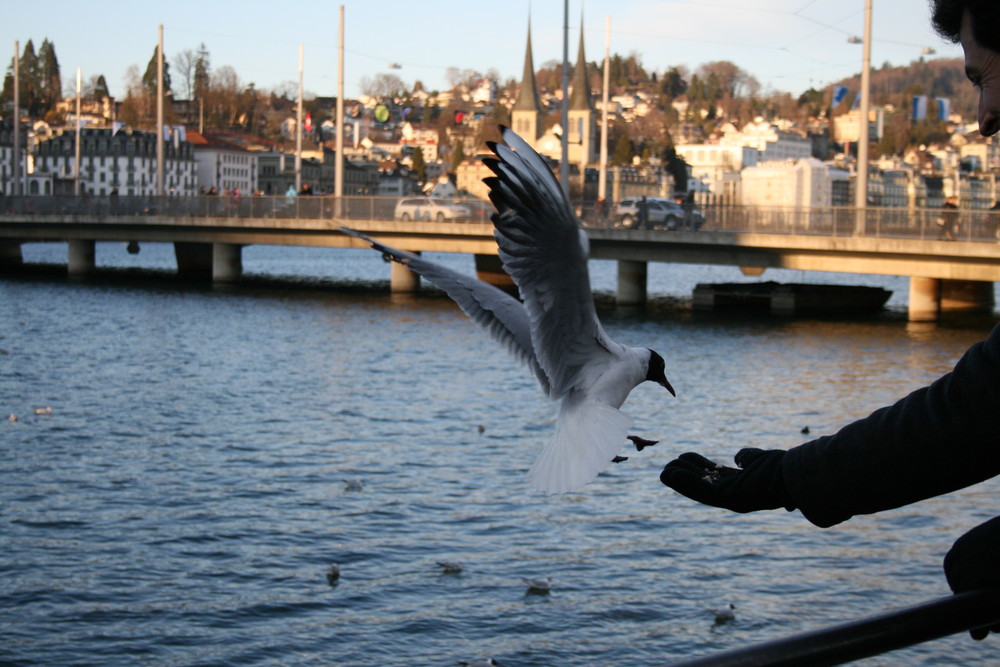 flying for eating