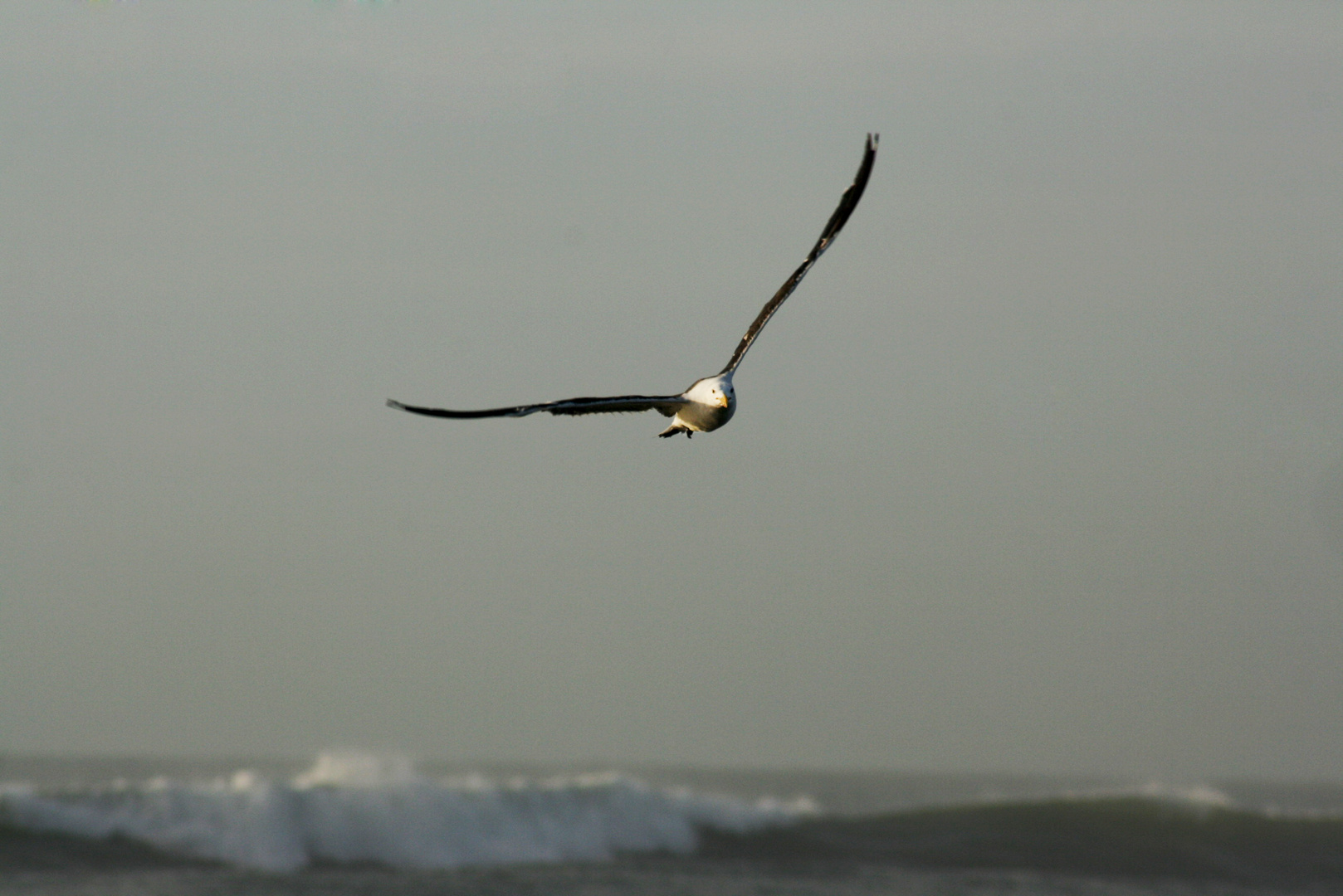 Flying for me in the dawn