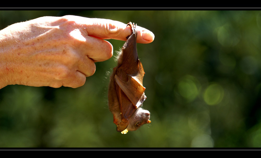 flying fox