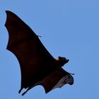 Flying Fox