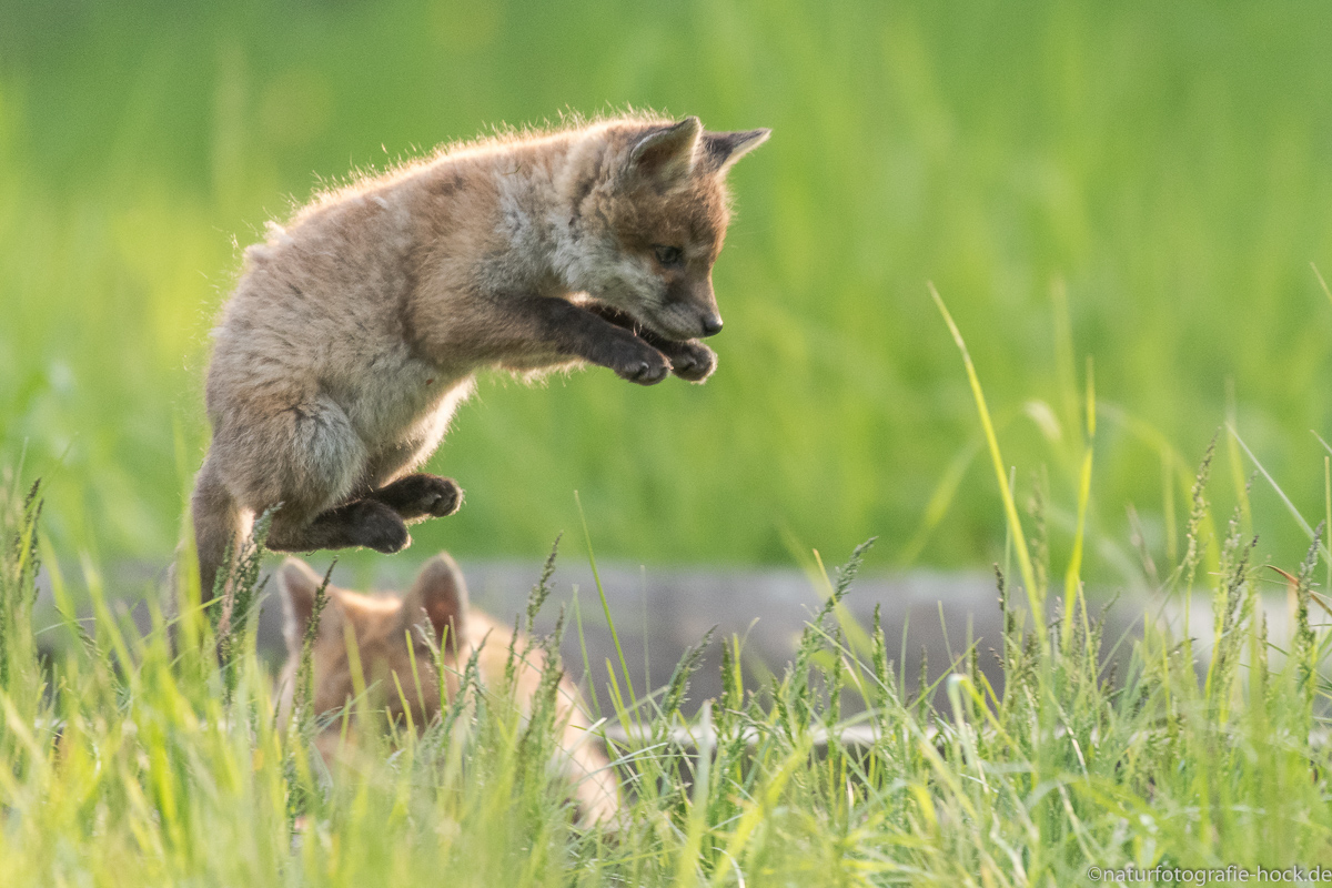 ~ flying fox ~