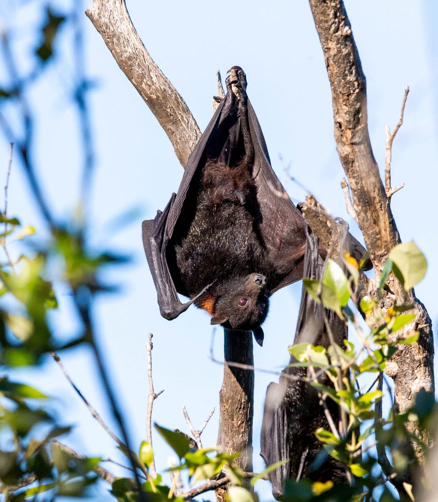 Flying Fox