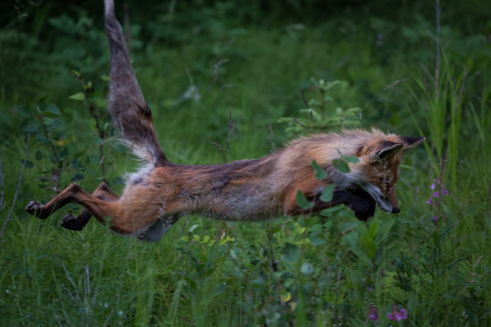 Flying Fox