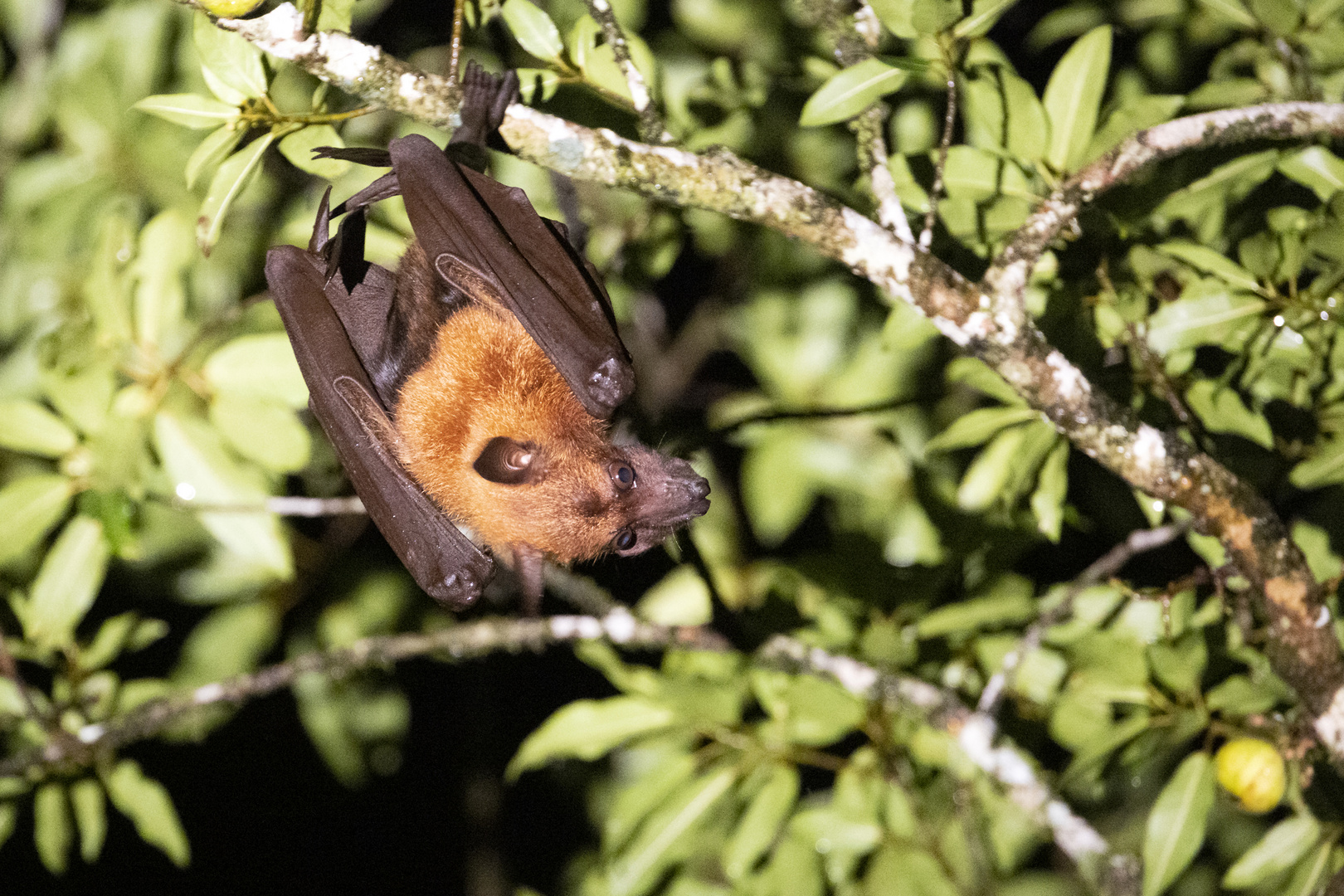 Flying Fox